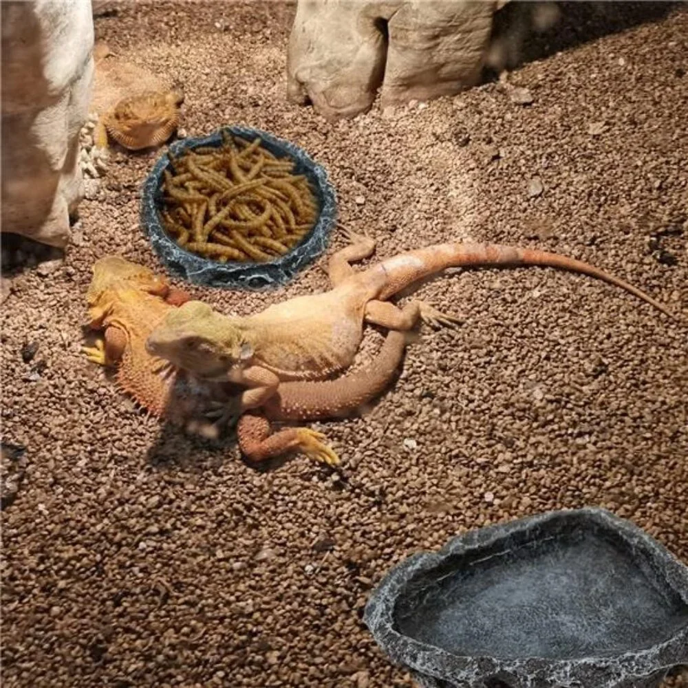 2 Pack Reptile Feeding Dish Corner Bowl, Reptile Water Dish Food Bowl, Reptile